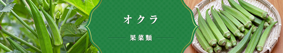 オクラ 果菜類