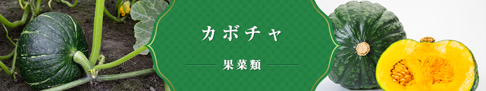 カボチャ 果菜類