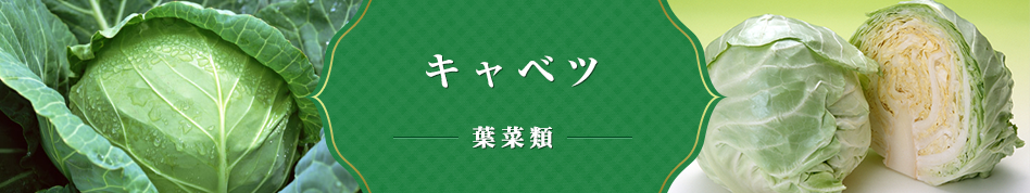 キャベツ 葉菜類