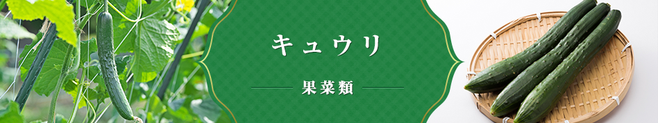 キュウリ 果菜類