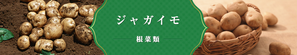 ジャガイモ 根菜類