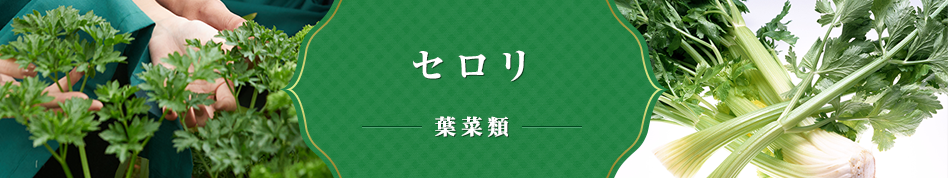 セロリ 果菜類