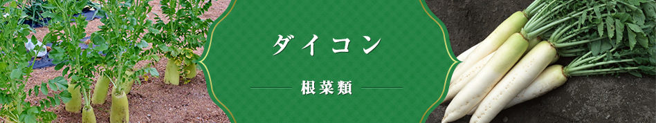 ダイコン 根菜類