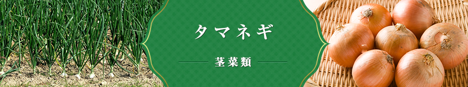 タマネギ 果菜類