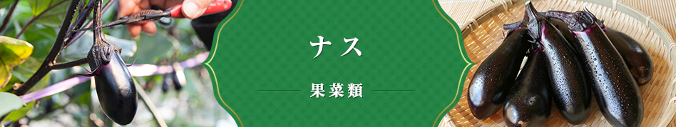 ナス 果菜類
