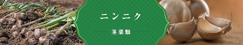ニンニク 茎菜類