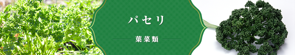 パセリ 葉菜類