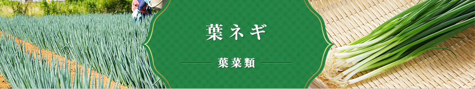 葉ネギ 葉菜類